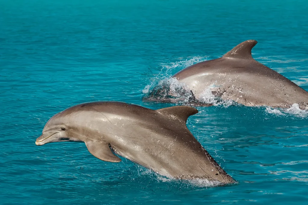 Multiple dolphins jumping in Red Sea during wellness retreat at Sataya Reef, Egypt